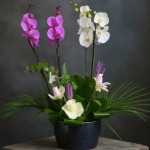 Ethereal Harmony – Asaletin İki Rengi